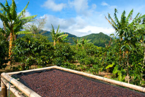 Coffee plantations in Panama