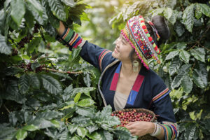 Chiang Mai Hill Tribe Coffee Tour in Northern Thailand