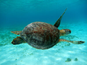 Sea turtles in Curaçao