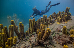 snorkeling