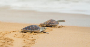 turtles hatching