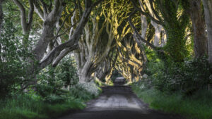 Dark Hedges, NI