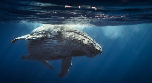 humpback