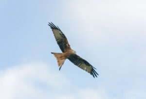 red kite