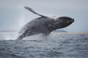 humpback whale