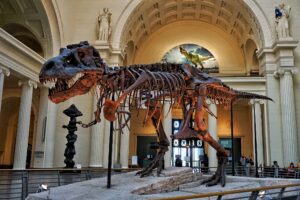 T rex at Field Museum