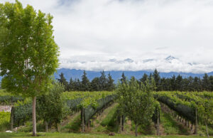 Mendoza vineyard