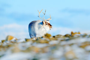 reindeer