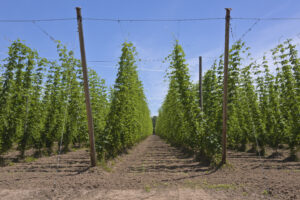 Hop vines