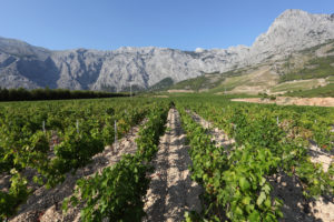 Winery in Croatia