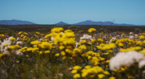 Western Australia