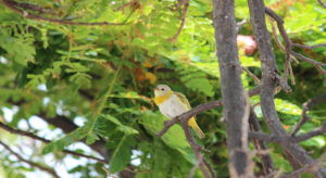 Hawaiian Birds