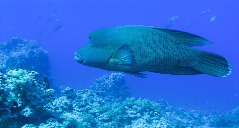 Yolanda Reef