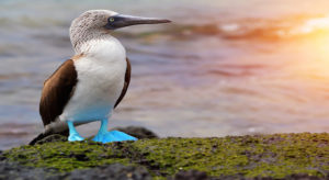 Galapagos