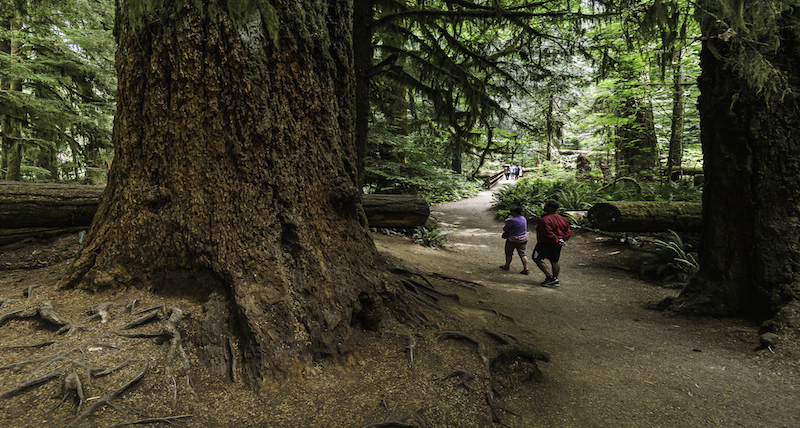 Cathedral Grove