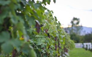 Vineyard in Utah