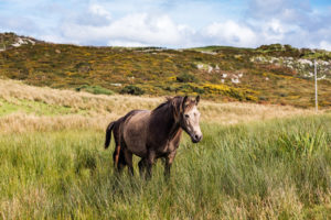 Connemara National Park, Co. Galway, Ireland