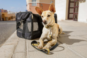 Dog in transport box or bag ready to travel. Arrival, aircraft.