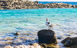 Two birds in Baby Beach, Aruba