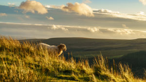 Ogmore Valley, Wales © Berndbrueggemann | Dreamstime.com