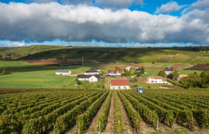 Vineyards of Loire Valley, France © Javarman | Dreamstime.com