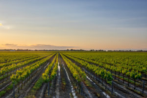 Winery in California