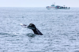 Whale Watching in Southern California © Ronniechua | Dreamstime.com