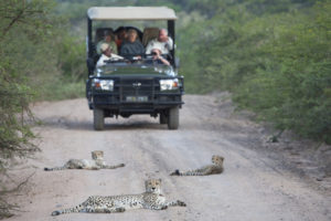 Safari Vehicle with guests in Shamwari private game-reserve observing cheetah family © Melissa Schalke | Dreamstime.com