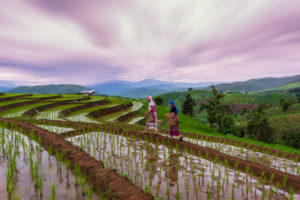 Tribals on Rice terrace at Chiang Mai, Thailand.