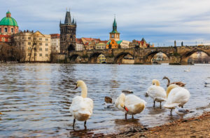 Famous Charles bridge and swans on Vltava river in Prague