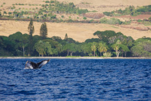 Humpback Whale Tail out of the water in Maui