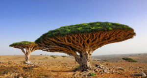 Socotra