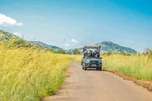 South African Safari