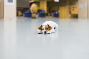 Dog at the airport