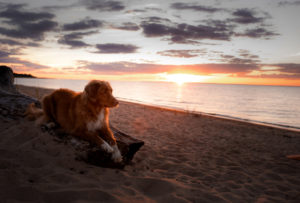 Retriever on vacation.