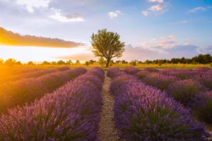 Lavender Fields in South of France