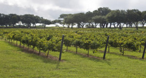 Texas Vineyards in Texas Hill Country