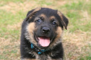 German Shepherd Puppy © David R. Daniel | Dreamstime.com