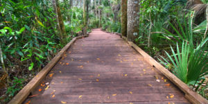 Wekiwa Springs, hiking outside Orlando