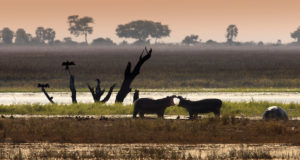 Wildlife - Okavango Delta - Botswana