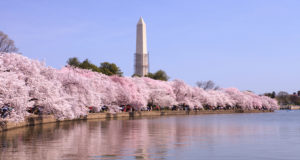 cherry blossoms