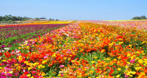 These fields of flowers are a popular attraction in California.