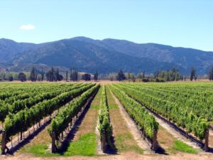 Vineyard in New Zealand. Photo: Ongchangwei | Dreamstime.com