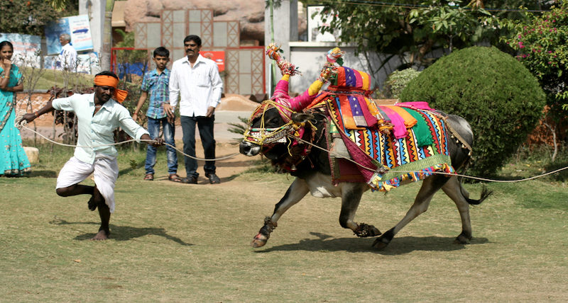 Harvest Festival