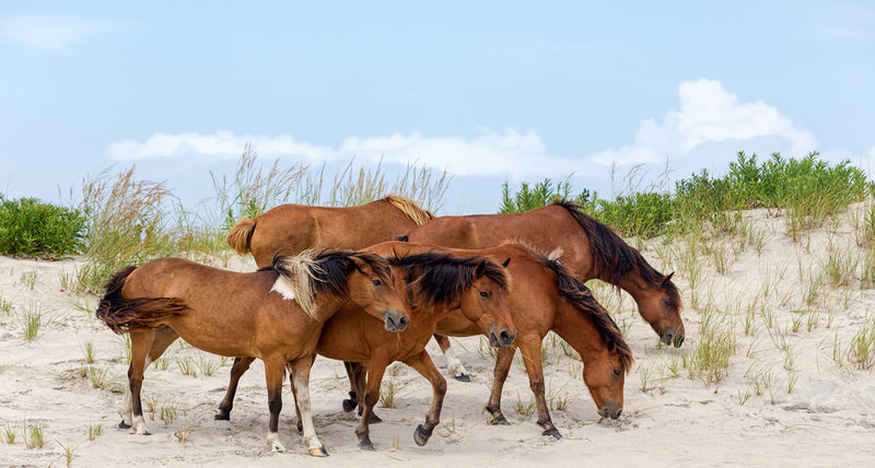 Assateague Island National Seashore