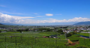 Vineyards in Japan at the base of Mt Fuji