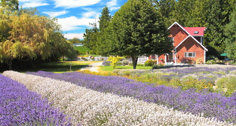 lavender