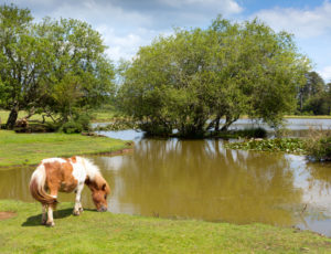 Pond in the countryside of Hampshire, England © Acceleratorhams | Dreamstime.com