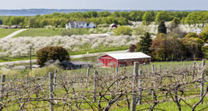 Cherry blossoms in Michigan