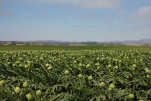 Artichokes growing in Castroville, California